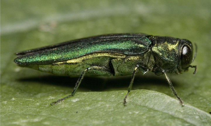 Emerald Ash Borer