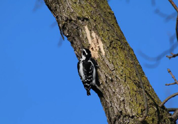 Woodpecker on a tree