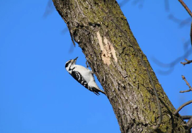 Woodpecker on a tree