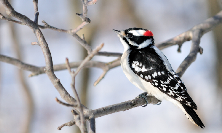 A downy woodpecker.