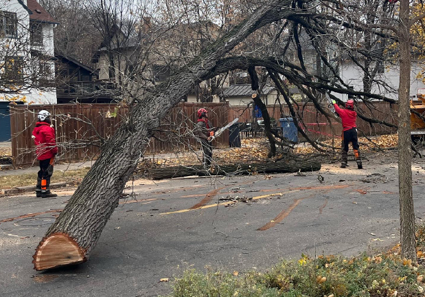 Tree workers on a road