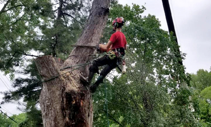 Worker climbing a tree