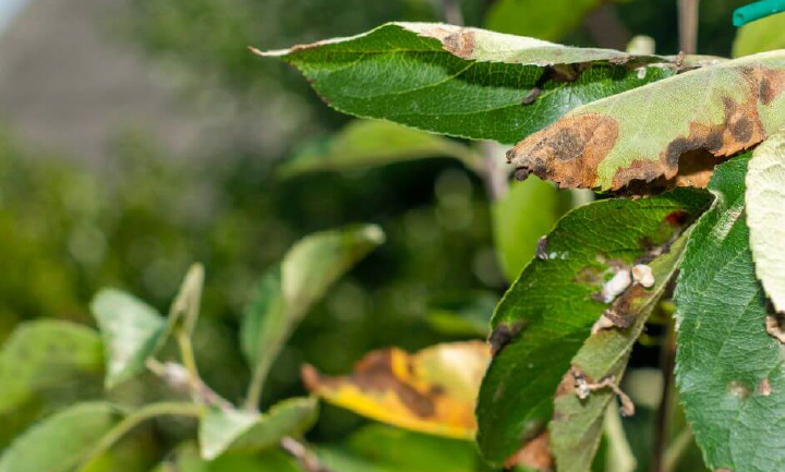 Leaves with a disease