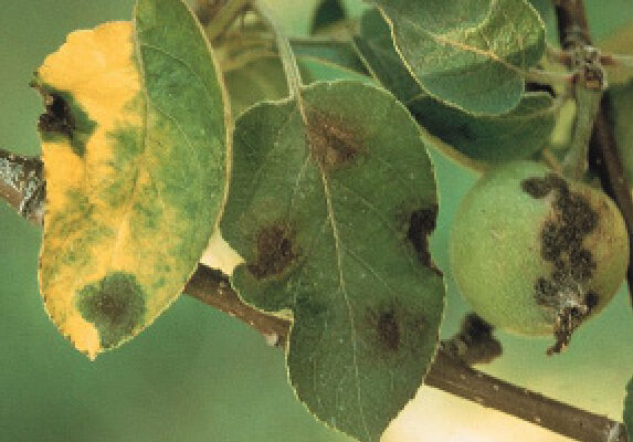 Apple Scab