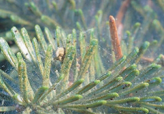 Spider Mite