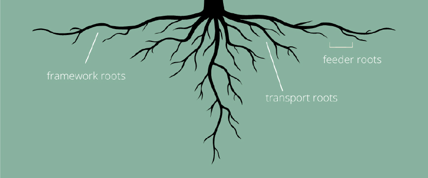 Tree root diagram