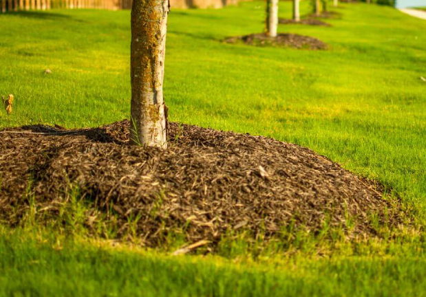 Tree with mulch