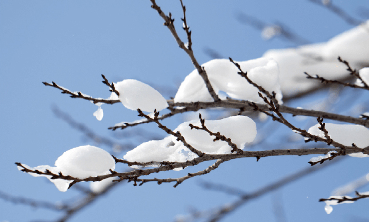 Snow on tree branches