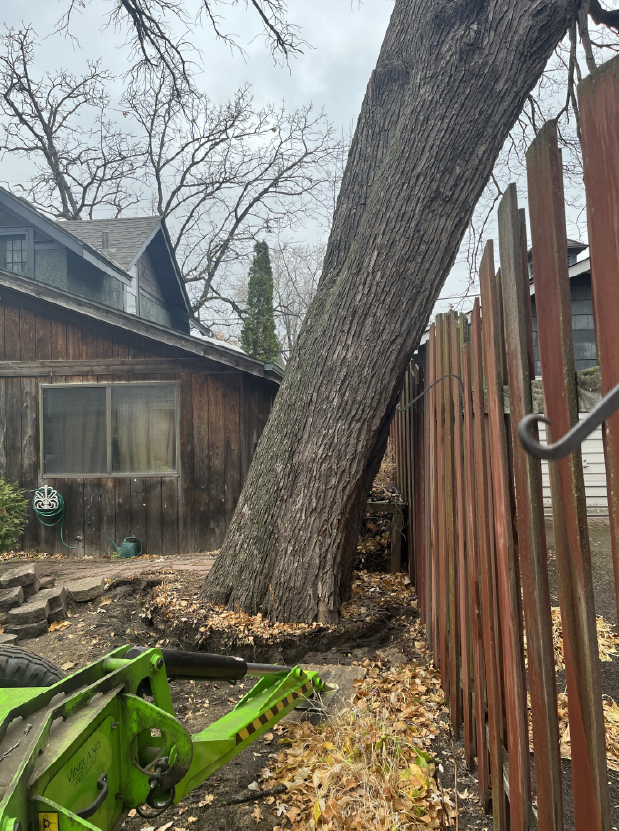 Tree falling over fence