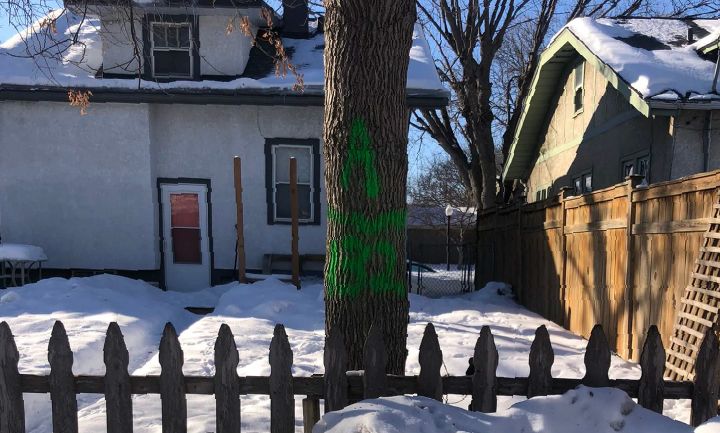 Green paint on a tree