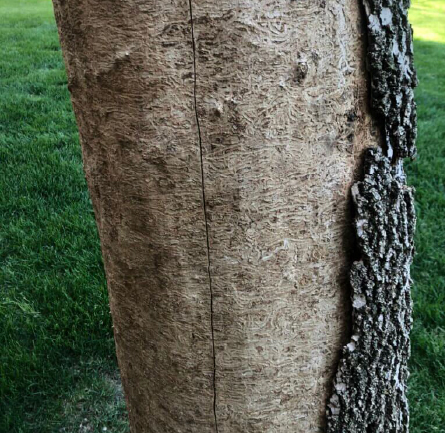 Emerald Ash Borer larval galleries