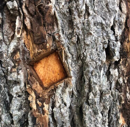Inspecting for staining from Dutch Elm Disease
