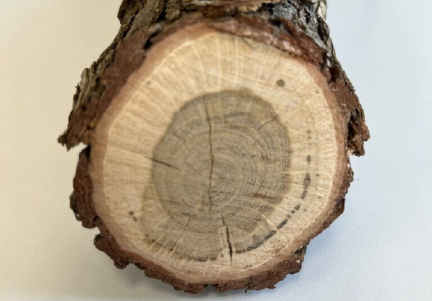 Dark partial-ring staining from an old oak wilt infection in bur oak (Quercus macrocarpa). Bur and white oaks can compartmentalize the infection and survive if otherwise healthy.