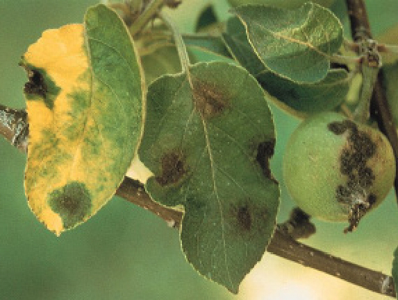 Infected leaves/fruit