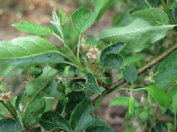 Petal fall/fruit set