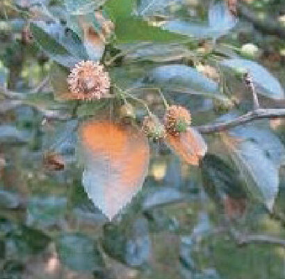 Infected Hawthorn Fruit and Spores