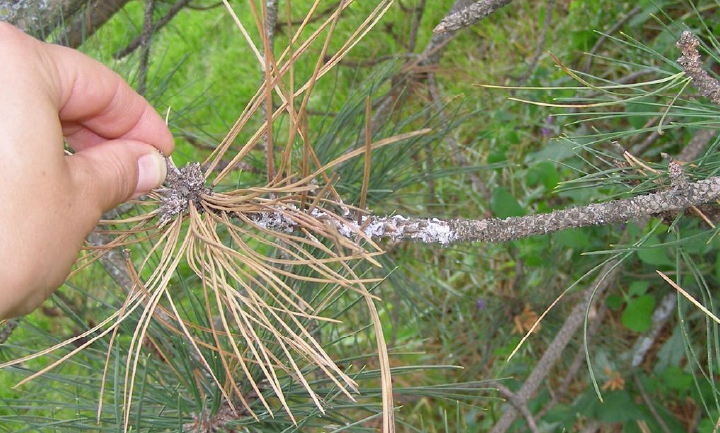Branch canker caused by Diplodia blight covered in white resin.