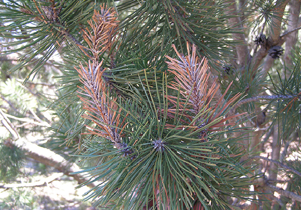 Young shoots killed by Diplodia blight.