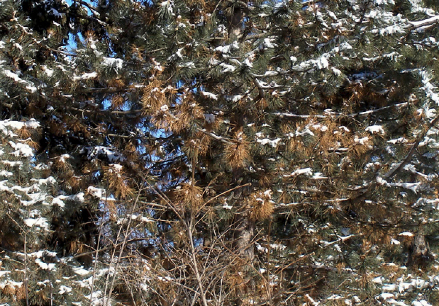 Browning of needles on lower branches from Diplodia blight.