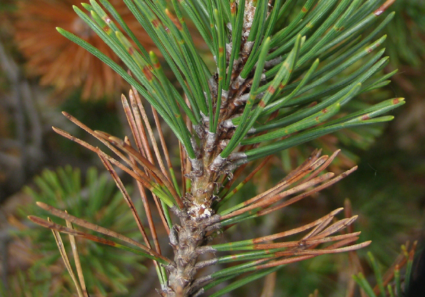 Needle spots on one-year-old needles and needle tip death on two-year-old needles.