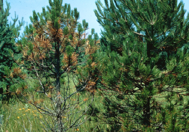 Young tree infected with Dothistroma needle blight has browning of older needles as well as bare branches from needle drop.