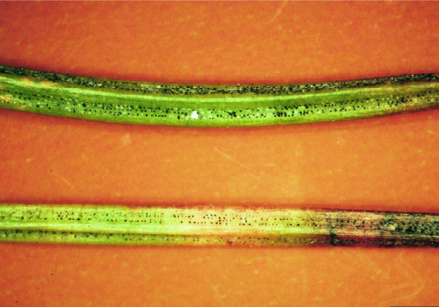 Tiny raised black dots in lines on needles are the spore-producing structures of the Rhizosphaera fungus.