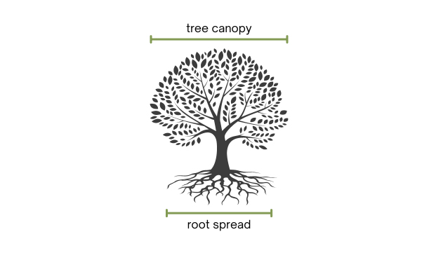 Tree diagram of root spread and tree canopy