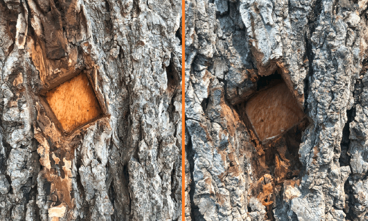 Your Tree Has Dutch Elm Disease