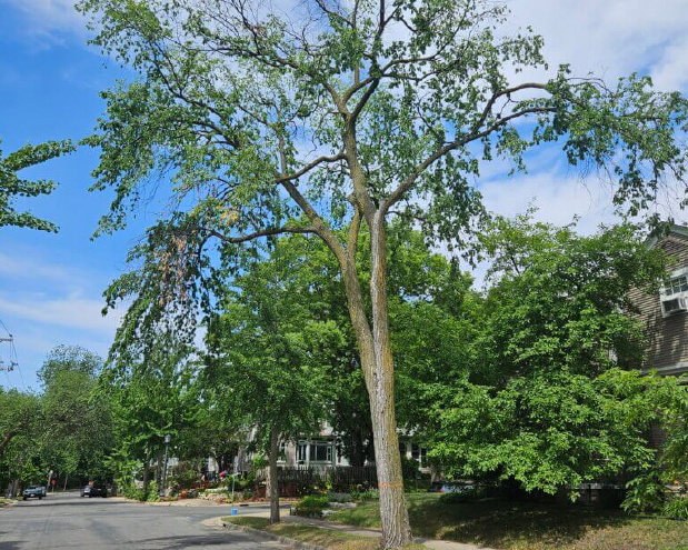 Elm