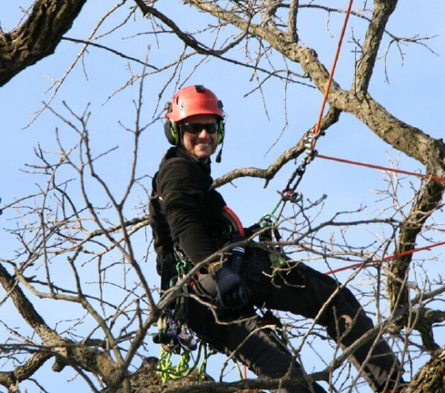 ISA Certified Arborist and Vineland Climbing Specialist Wyatt Spruck pruning a mature bur oak in Minneapolis.