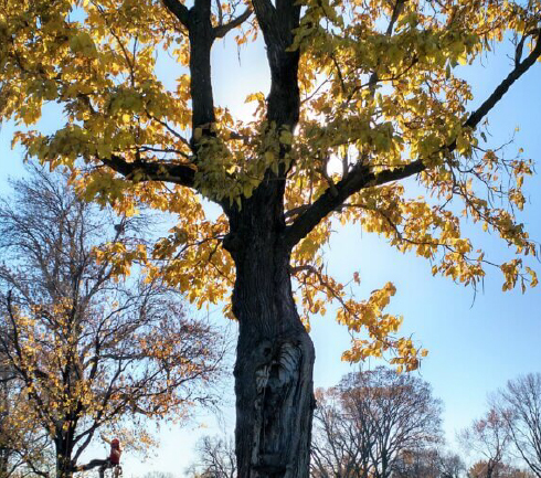 Massive northern catalpa, showing how trees can survive large failures and still provide value in the landscape.
