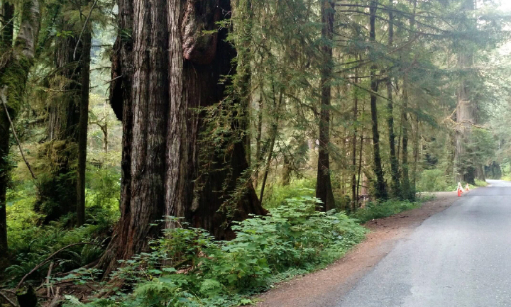 Mature and veteran trees