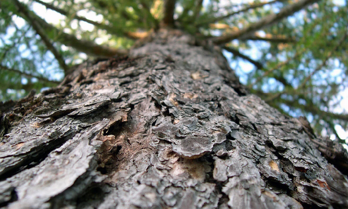 A view of a tree from the bottom