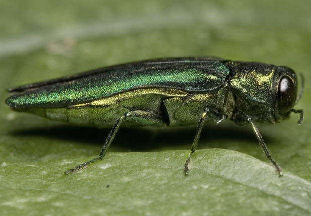 Emerald Ash Borer