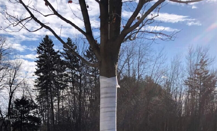 Young tree with wrapping