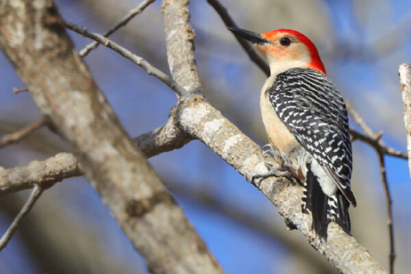 A red-bellied woodpecker.