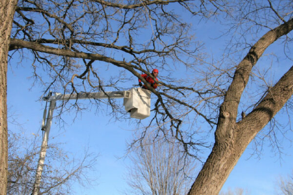 Arborist pruning a tree