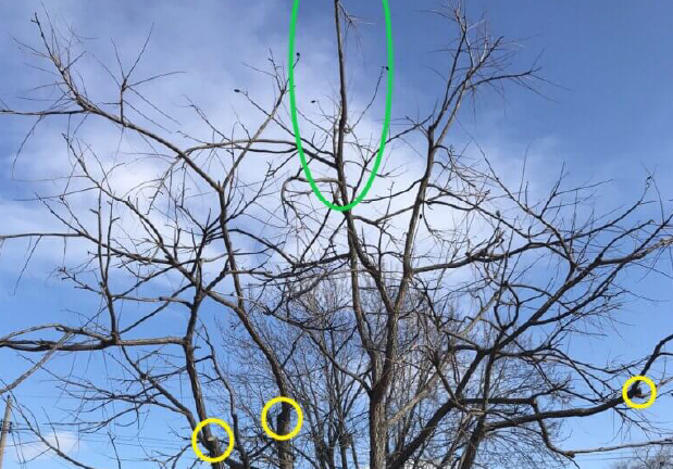 Subordination cuts made on a Kentucky Coffeetree (yellow) help to establish the desired main leader (green).