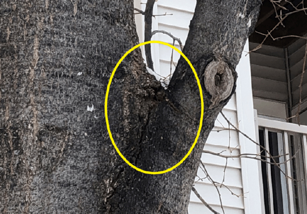 Pruning mature trees: Poor union with included bark (yellow).