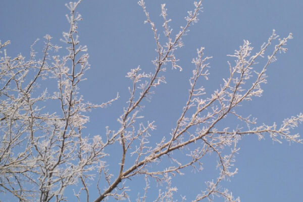 Hoar frost formed on a crab apple branch from humid, freezing weather.
