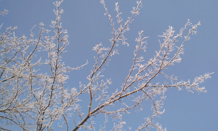 Hoar frost formed on a crab apple branch from humid, freezing weather.