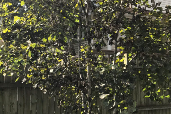 Sick aspen