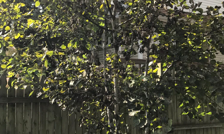 Sick aspen
