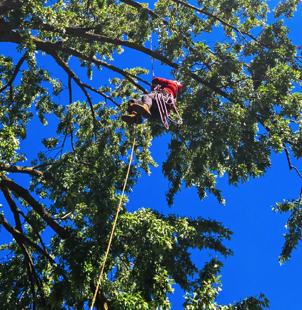 Worker in Tree
