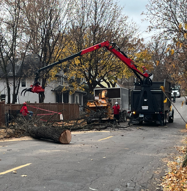 Cutting Up Felled Tree