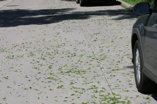 ASH ANTHRACNOSE