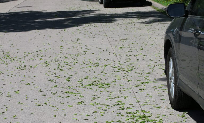ASH ANTHRACNOSE