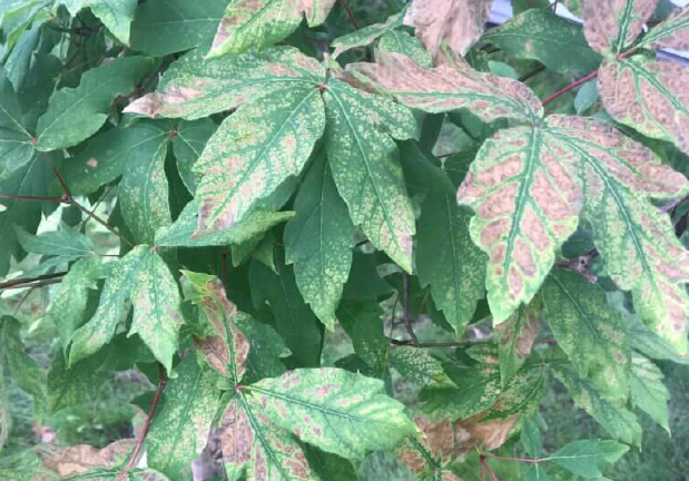 Chlorosis is often caused by nutrient deficiencies.