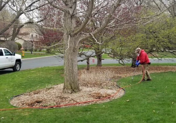Vineland Plant Healthcare Technician Ed Hayes fertilizing a ginkgo (Ginkgo biloba).