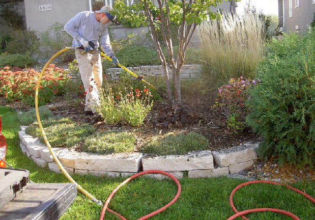 Using an Air Spade to excavate around the base of a Japanese tree lilac (Syringa reticulata).